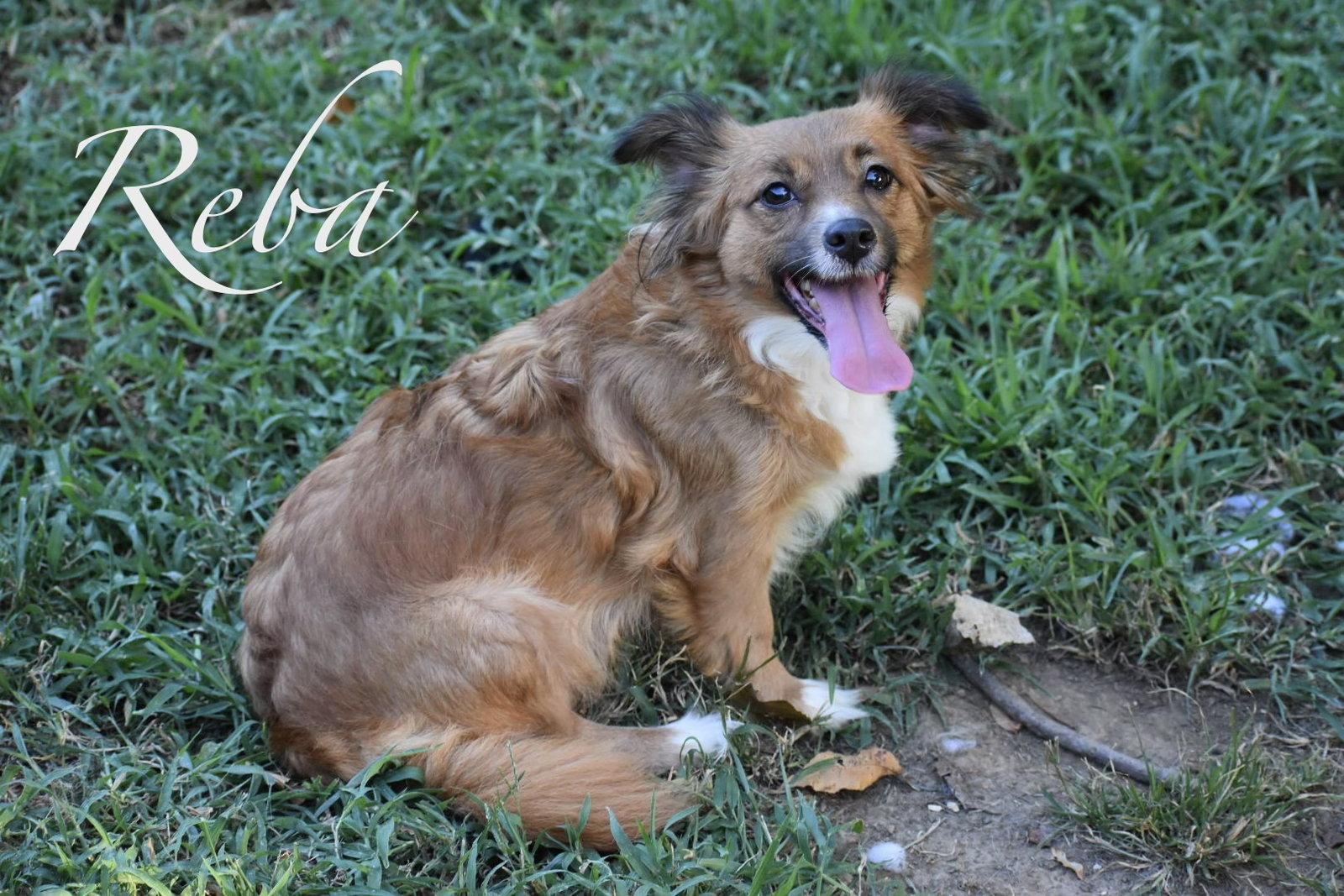 Reba, Adopted, Adult Female Cocker Spaniel & Corgi.