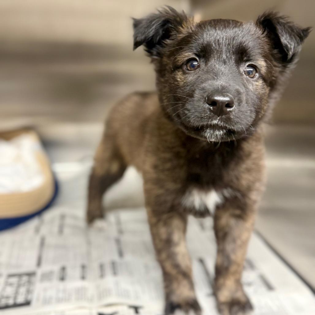 Enlarge Habanero, a Adoptable Mixed Breed in Pauls Valley, OK image 1/3