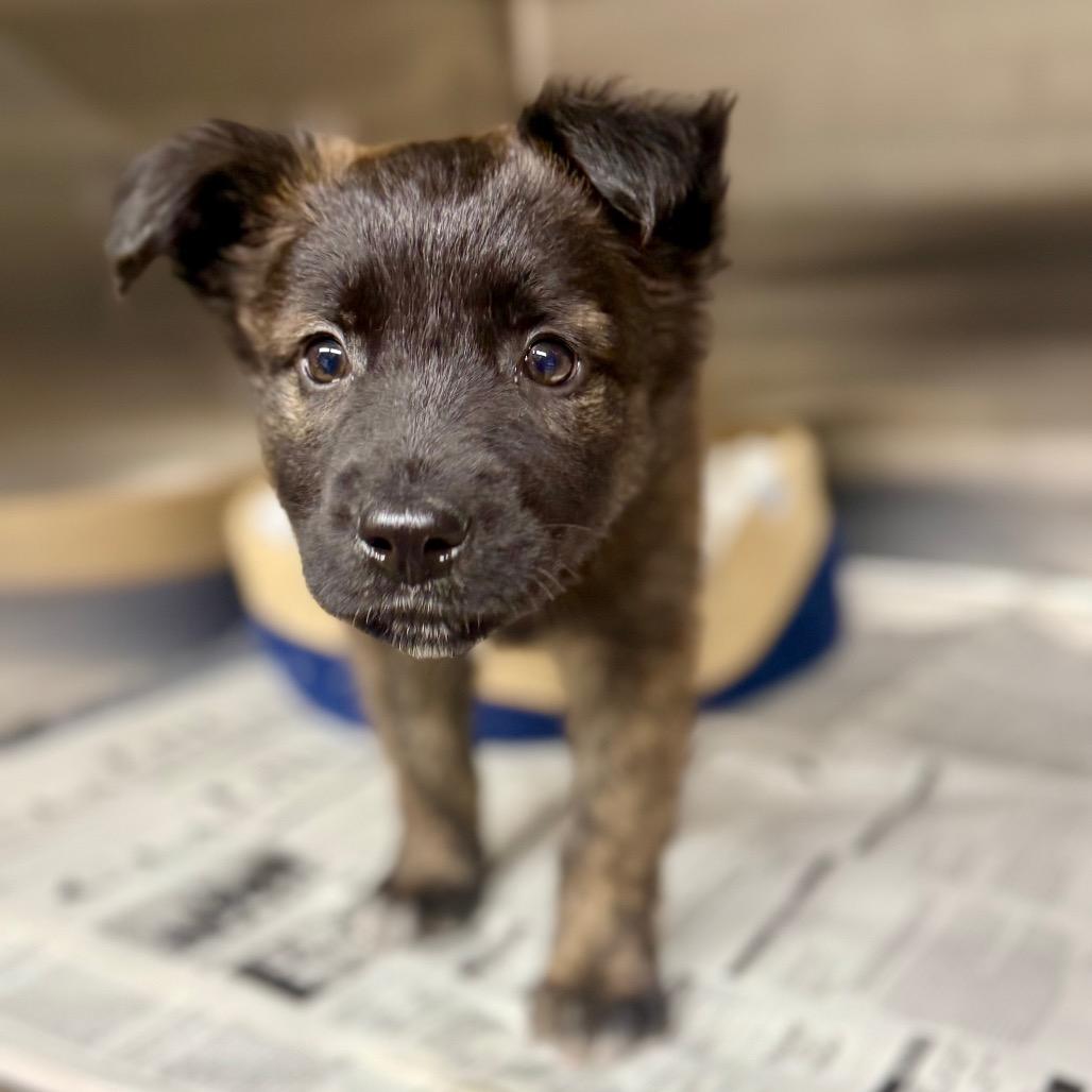 Enlarge Habanero, a Adoptable Mixed Breed in Pauls Valley, OK image 2/3