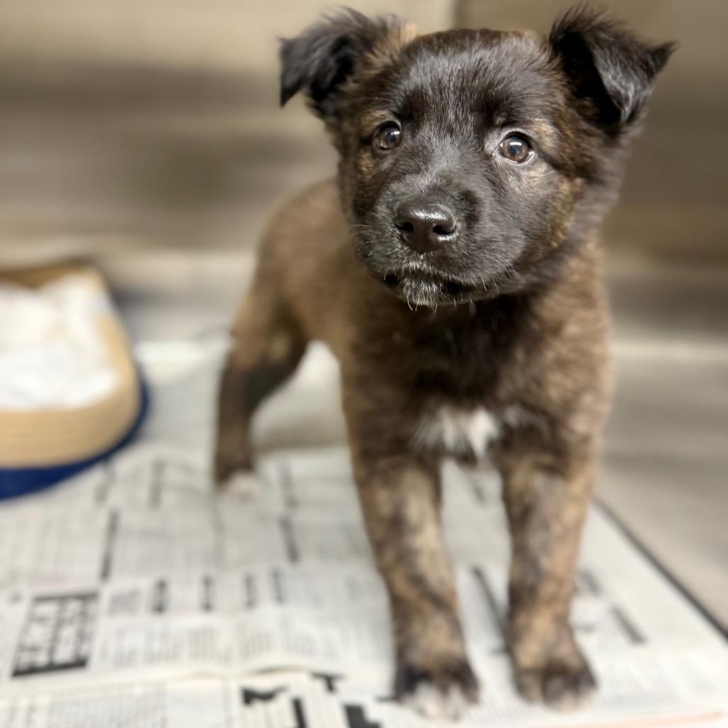 Enlarge Habanero, a Adoptable Mixed Breed in Pauls Valley, OK image 3/3