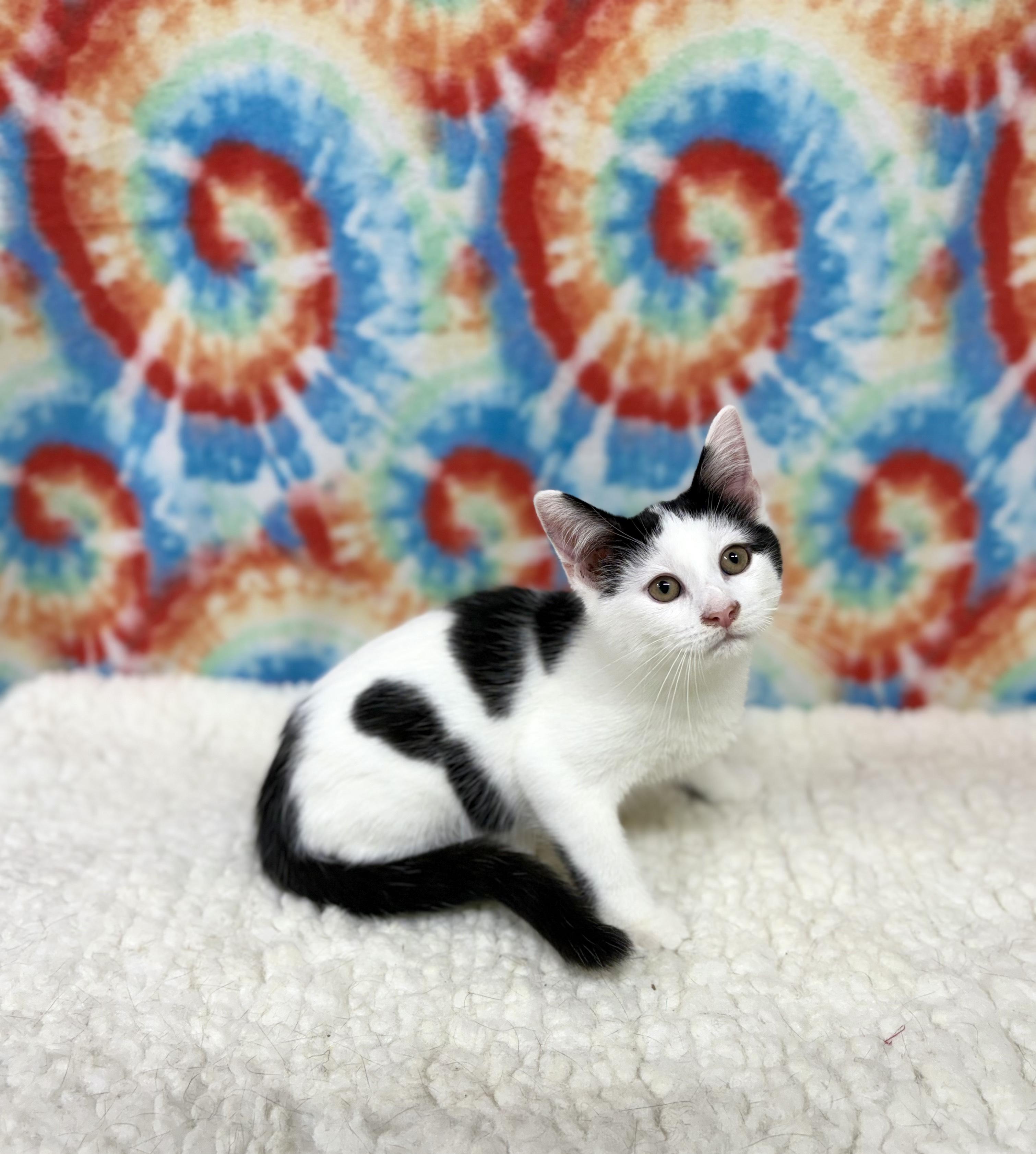 Bessie - Adoptable Pet | Petfinder