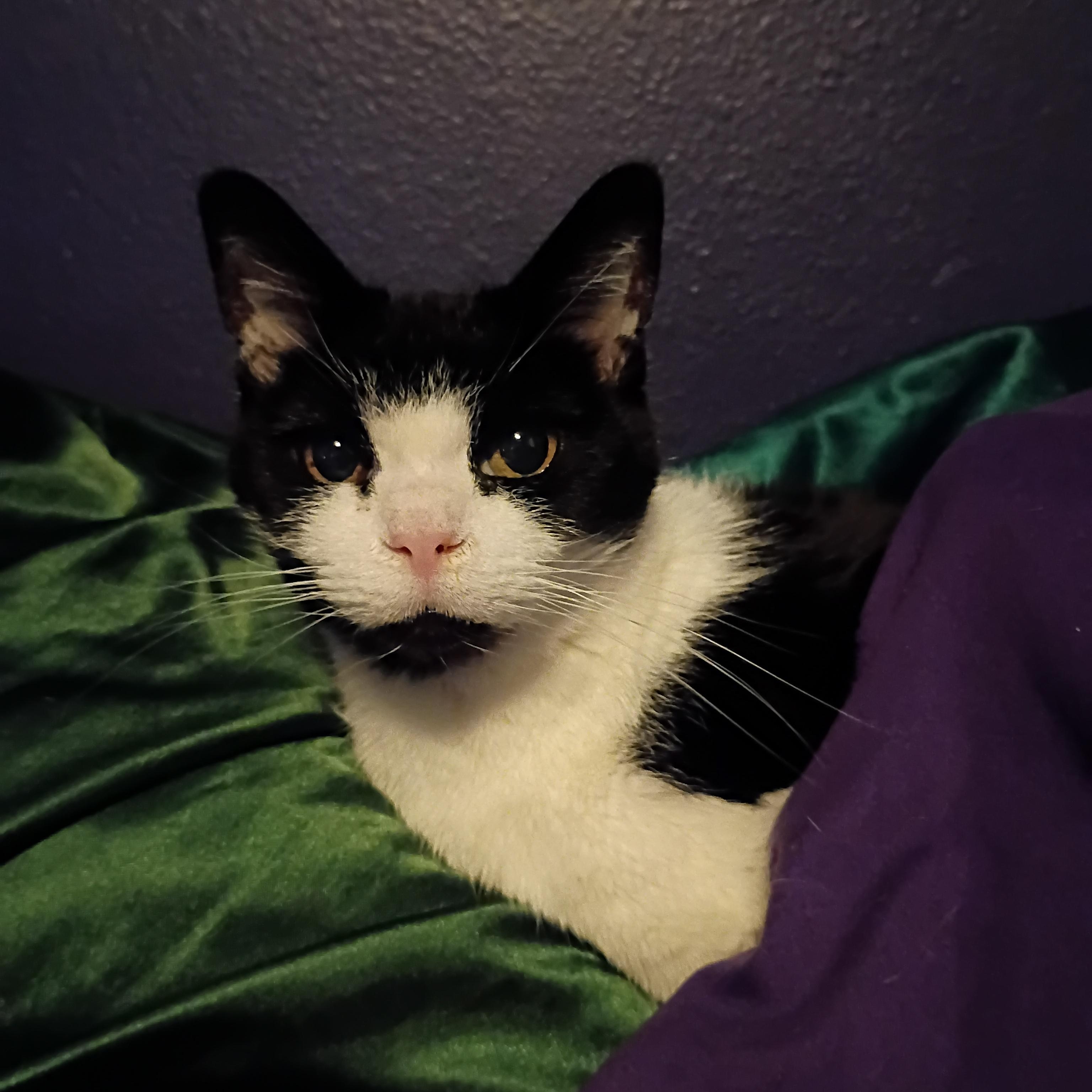 Tulip, ADOPTABLE, Senior Female Domestic Short Hair.
