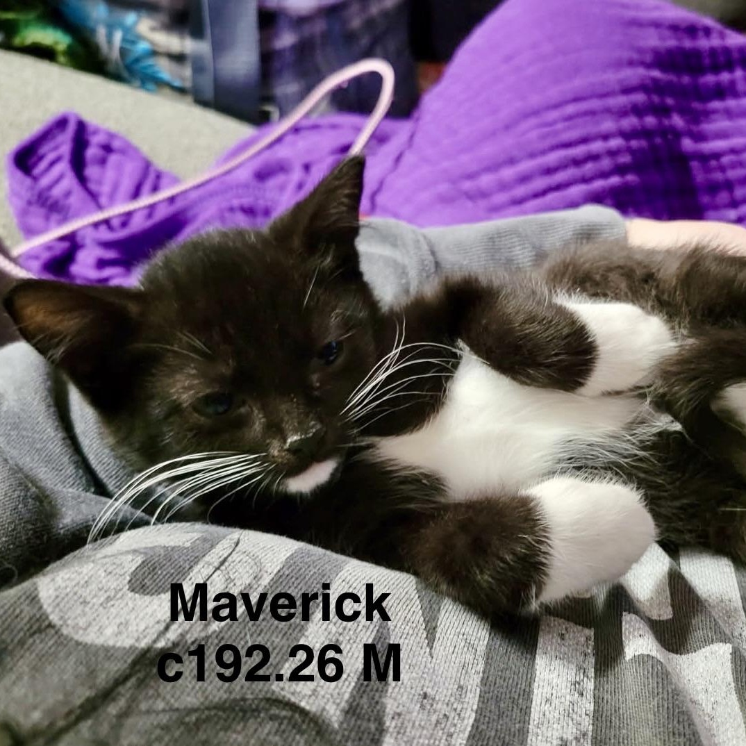 Foster Maverick photo
