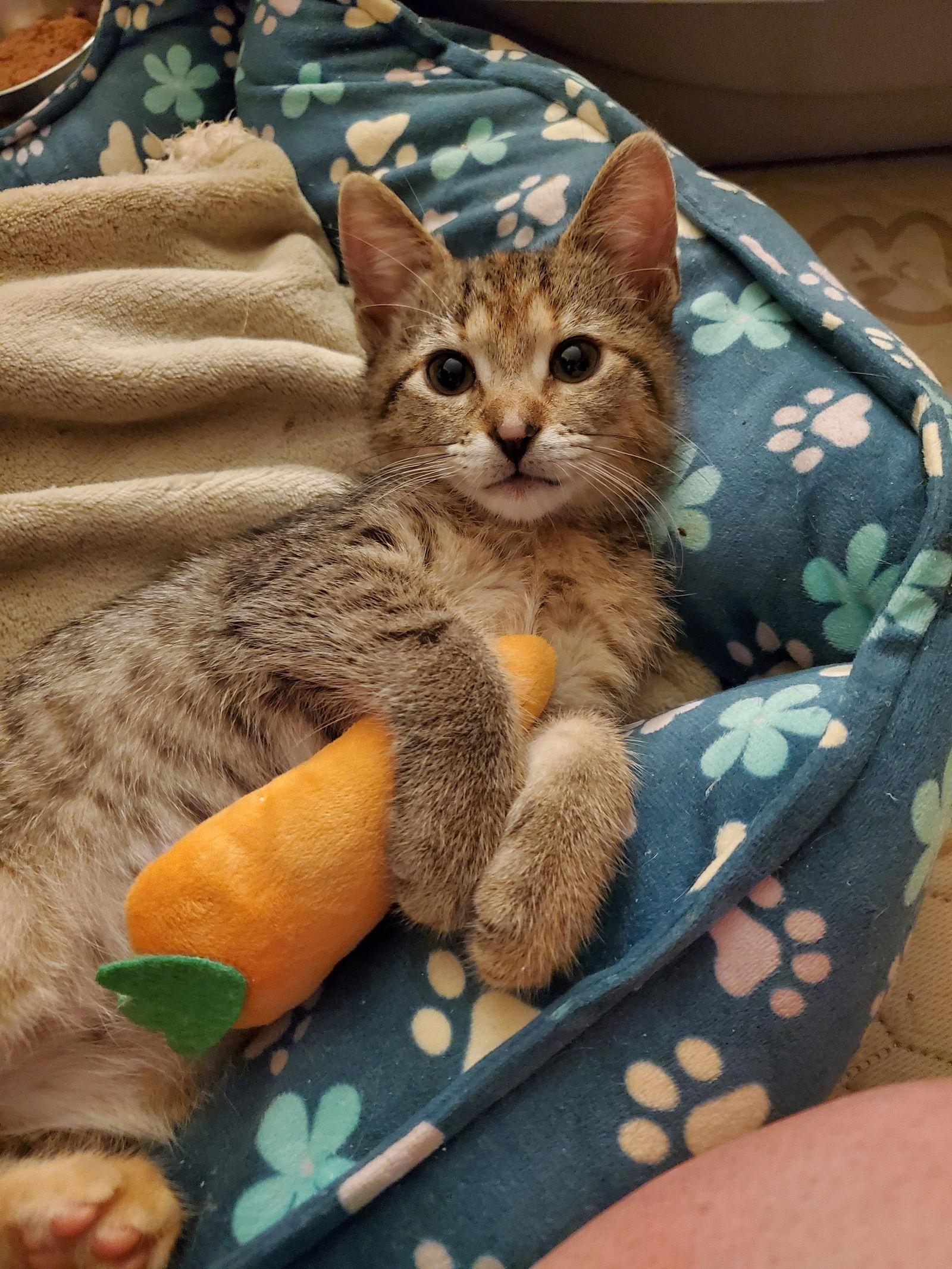 Hermione, Adoptable, Kitten Female American Shorthair & Tabby.