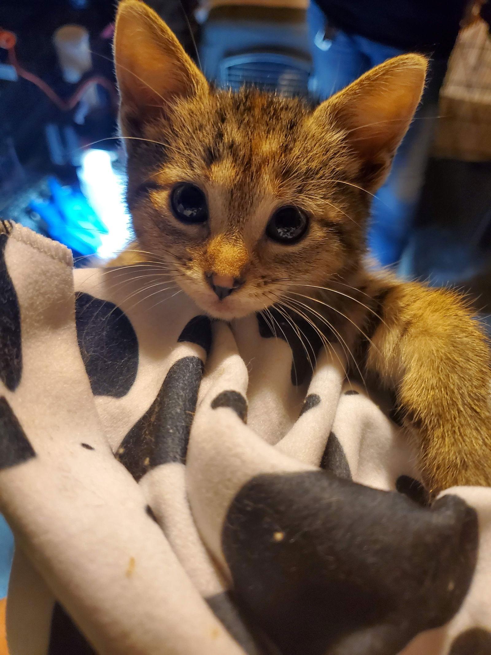 Hermione, a Adoptable mixed breed in Flushing, NY image 2/3