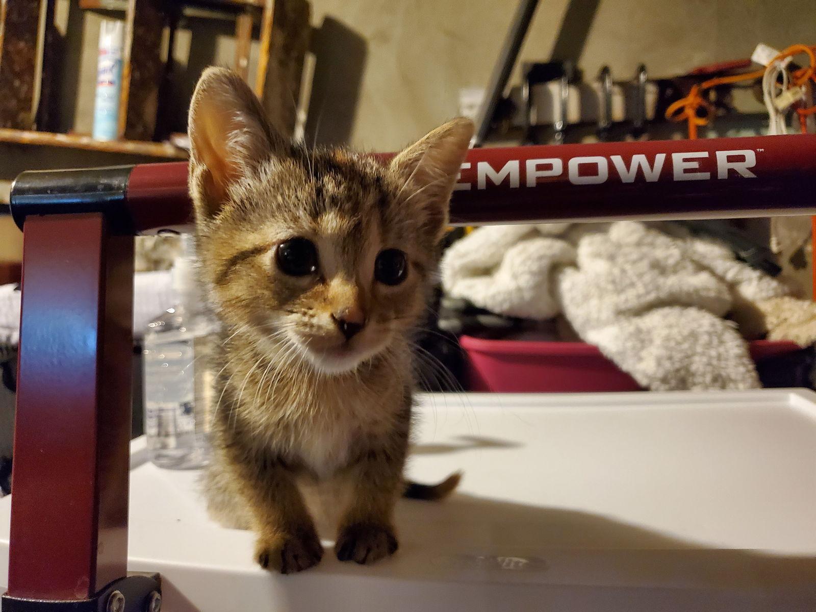 Hermione, a Adoptable mixed breed in Flushing, NY image 3/3