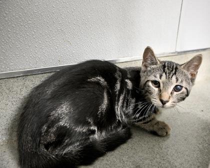 Fireworks, Adoptable, Kitten Male Domestic Short Hair.