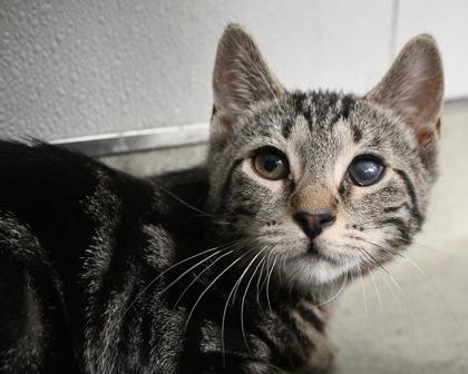 Fireworks, a Adoptable Domestic Short Hair in West Seneca, NY image 2/3