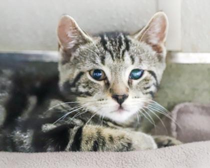 Fireworks, a Adoptable Domestic Short Hair in West Seneca, NY image 3/3