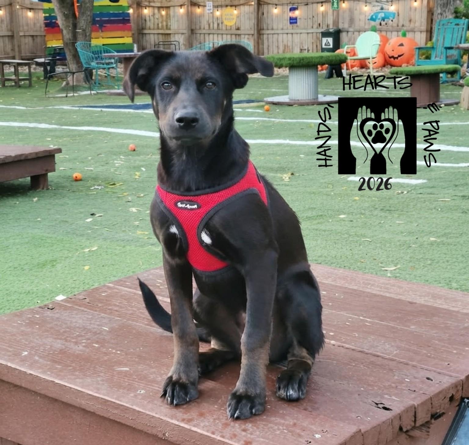 Island Girl, Adoptable, Puppy Female Shepherd & Labrador Retriever.