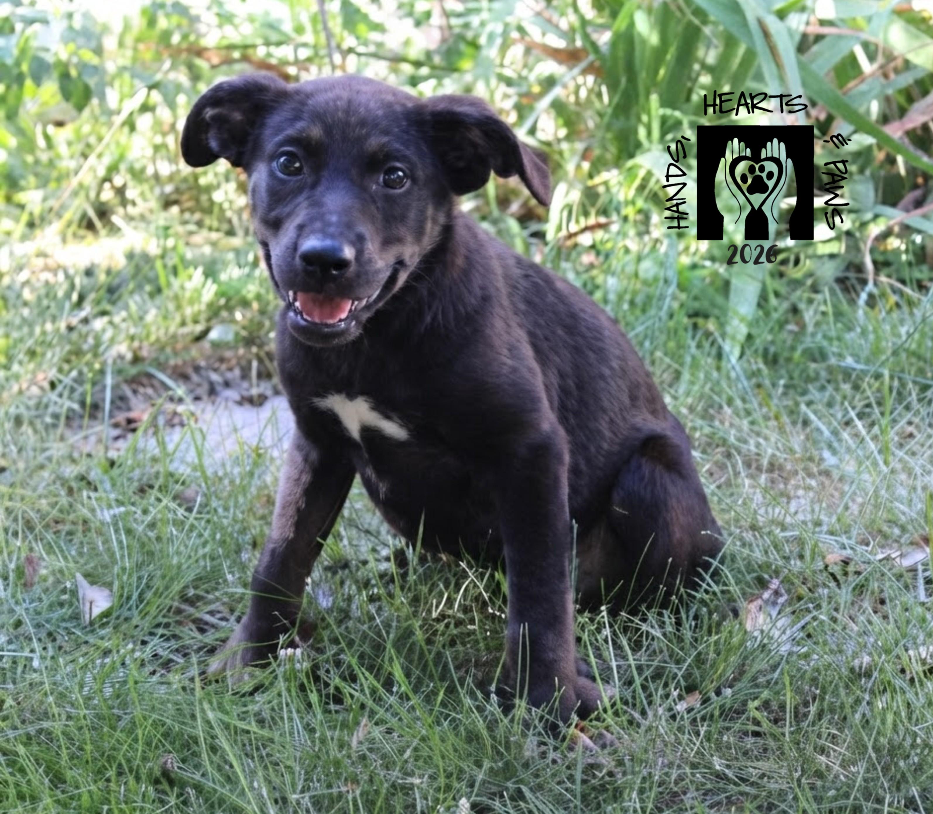 Enlarge Island Girl, a Adoptable mixed breed in Omaha, NE image 3/3