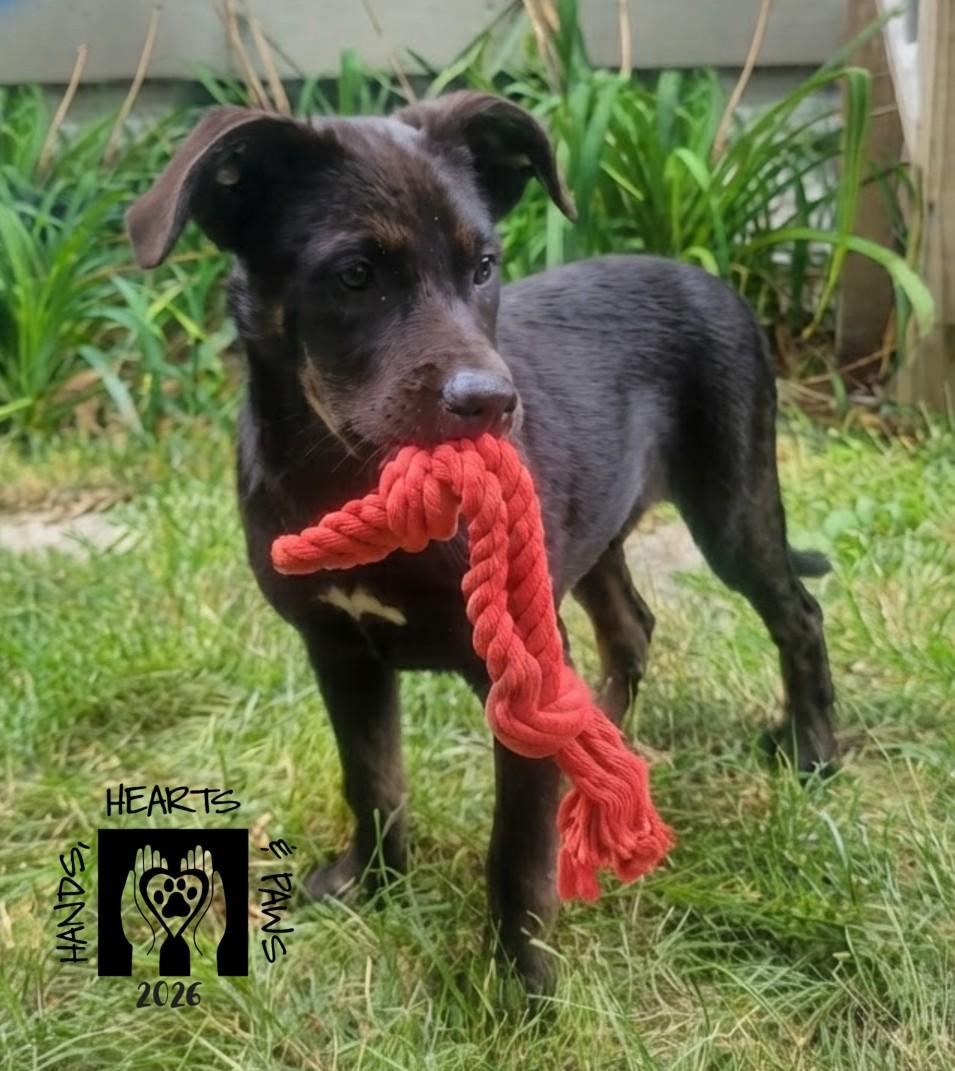 Island Girl, Adoptable, Puppy Female Shepherd & Labrador Retriever.