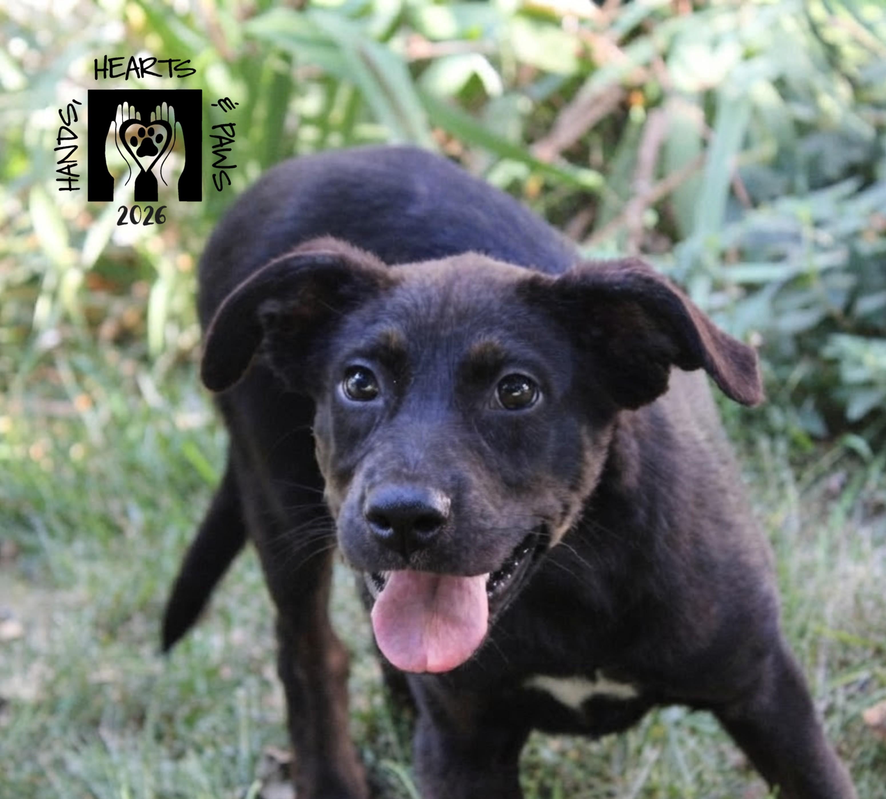 Enlarge Island Girl, a Adoptable mixed breed in Omaha, NE image 2/3