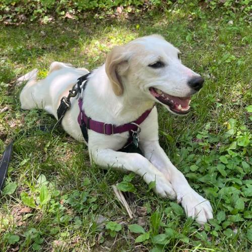 Enlarge Libby, a Adoptable mixed breed in Washington DC, DC image 1/6