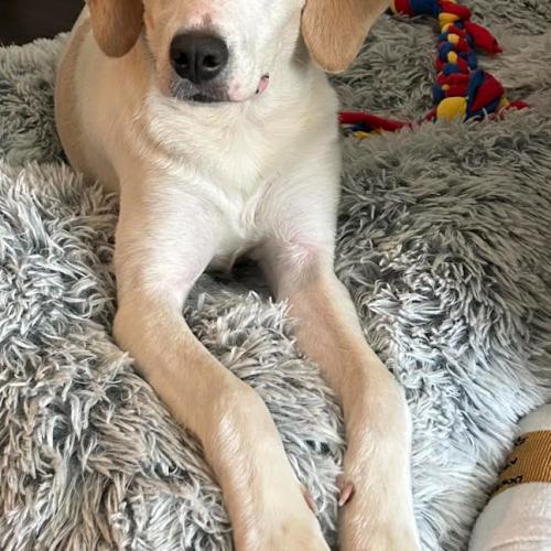 Enlarge Libby, a Adoptable mixed breed in Washington DC, DC image 2/6