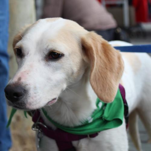 Enlarge Libby, a Adoptable mixed breed in Washington DC, DC image 3/6