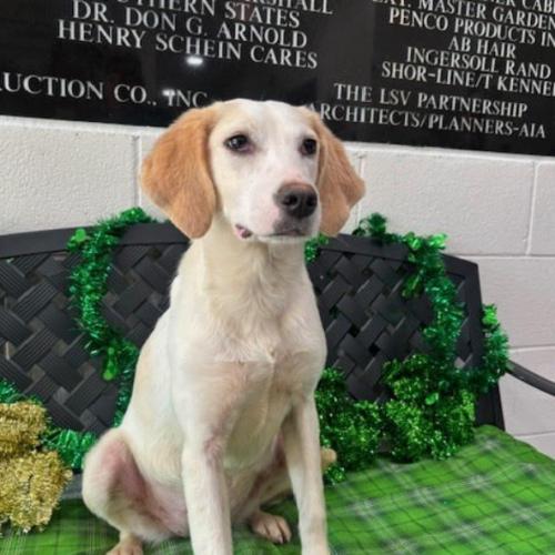 Enlarge Libby, a Adoptable mixed breed in Washington DC, DC image 1/3