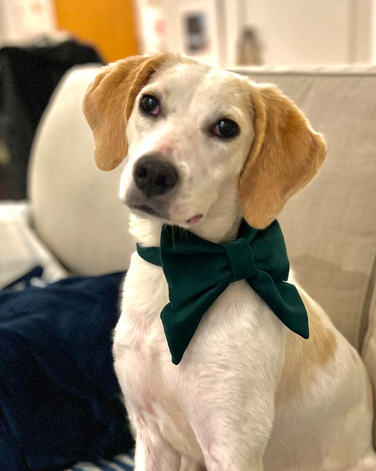 Enlarge Libby, a Adoptable mixed breed in Washington DC, DC image 4/6