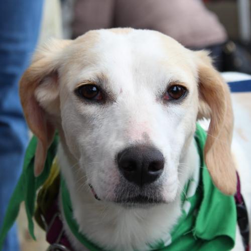 Enlarge Libby, a Adoptable mixed breed in Washington DC, DC image 5/6