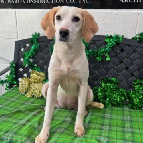 Enlarge Libby, a Adoptable mixed breed in Washington DC, DC image 2/3