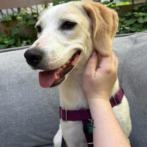 Enlarge Libby, a Adoptable mixed breed in Washington DC, DC image 6/6