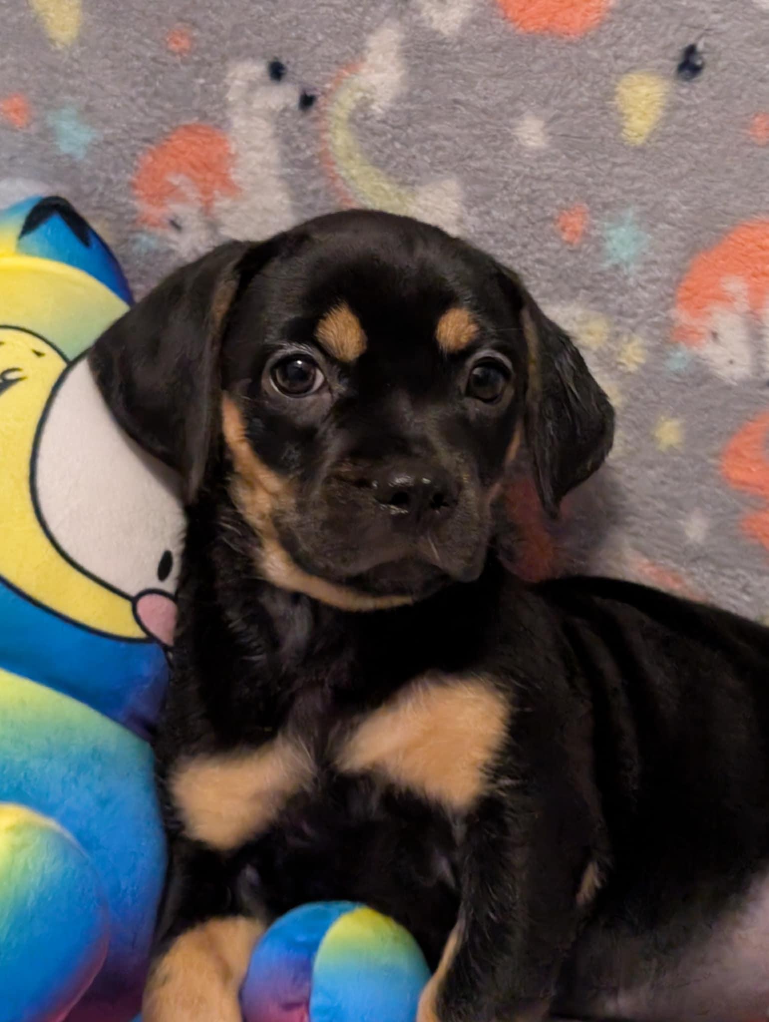 Lucille, Adopted, Young Female Pug & Beagle.