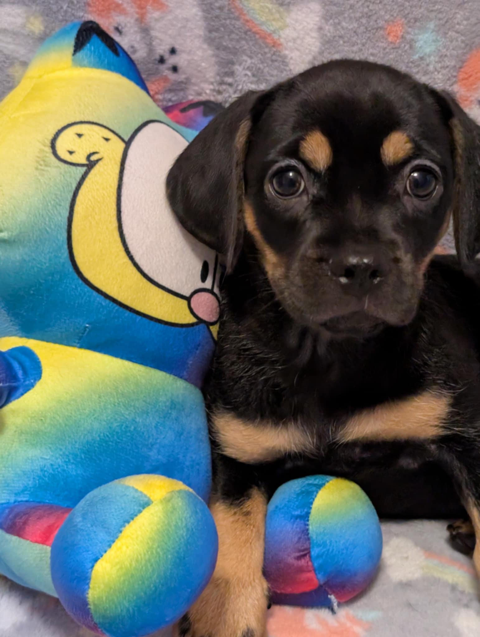 Enlarge Lucille, a Adopted mixed breed in Tucson, AZ image 2/3