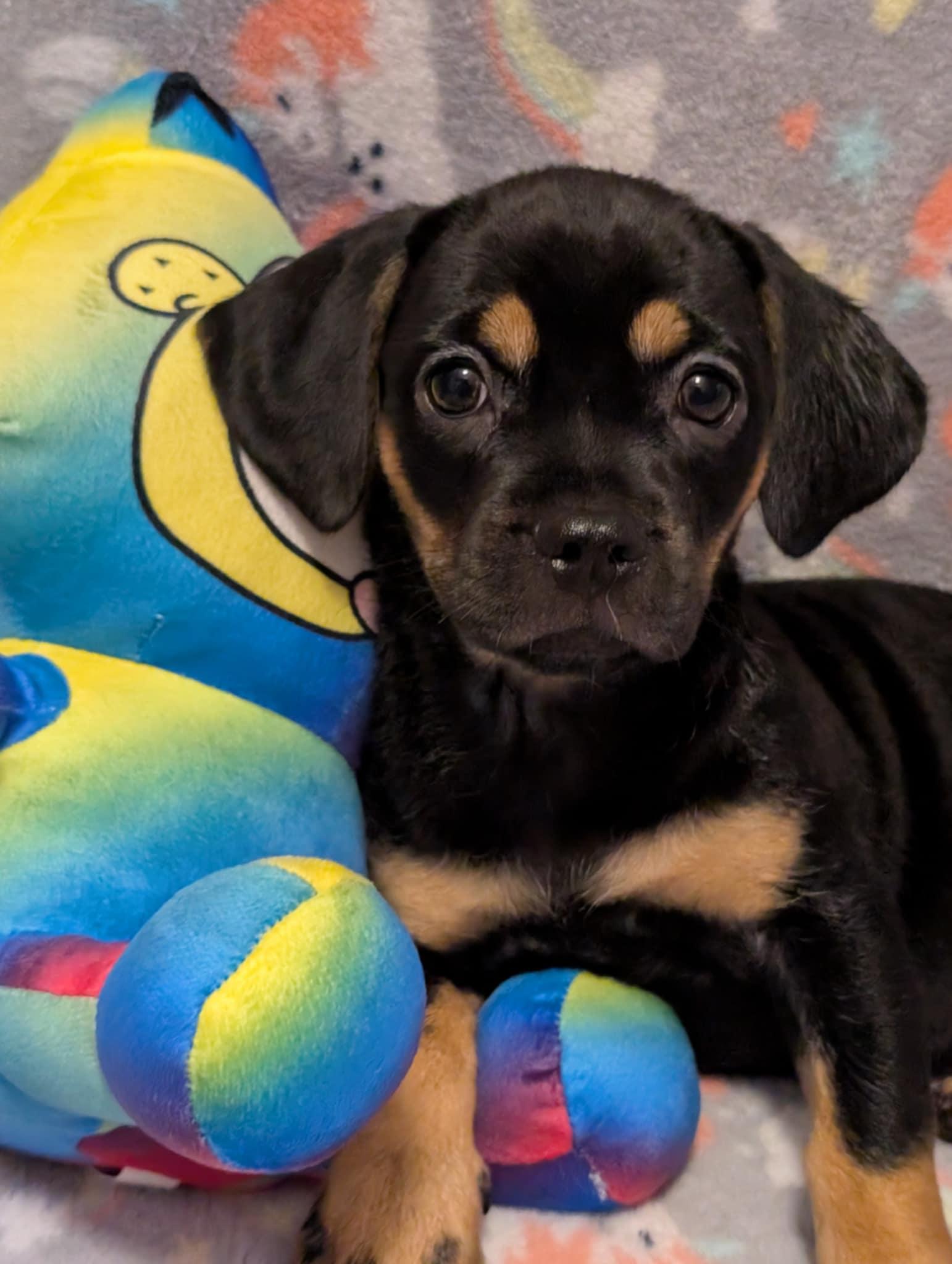 Enlarge Lucille, a Adopted mixed breed in Tucson, AZ image 3/3