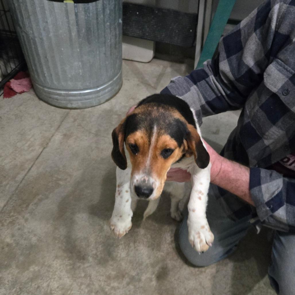 Enlarge Lulu, a Adoptable Beagle in Southington, OH image 2/4