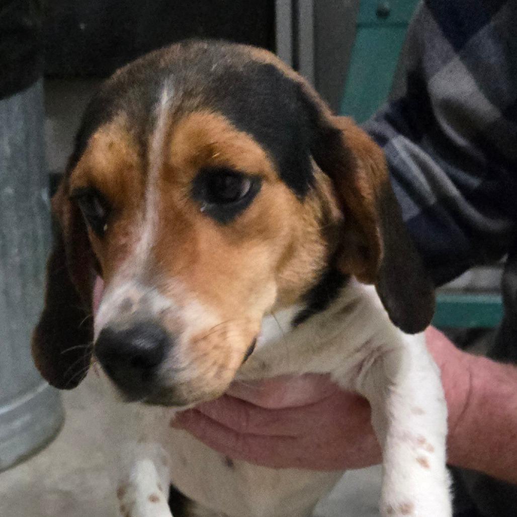 Enlarge Lulu, a Adoptable Beagle in Southington, OH image 3/4