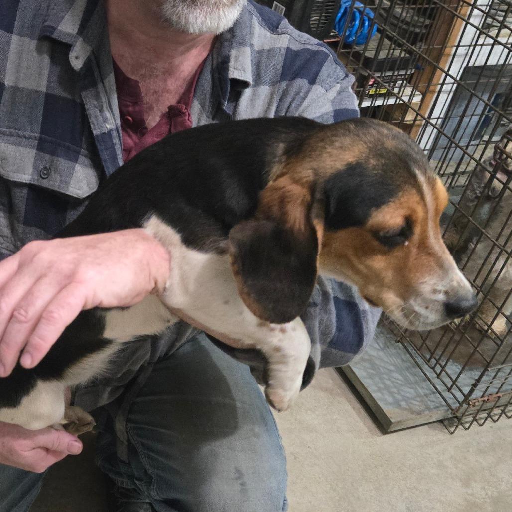 Enlarge Lulu, a Adoptable Beagle in Southington, OH image 4/4