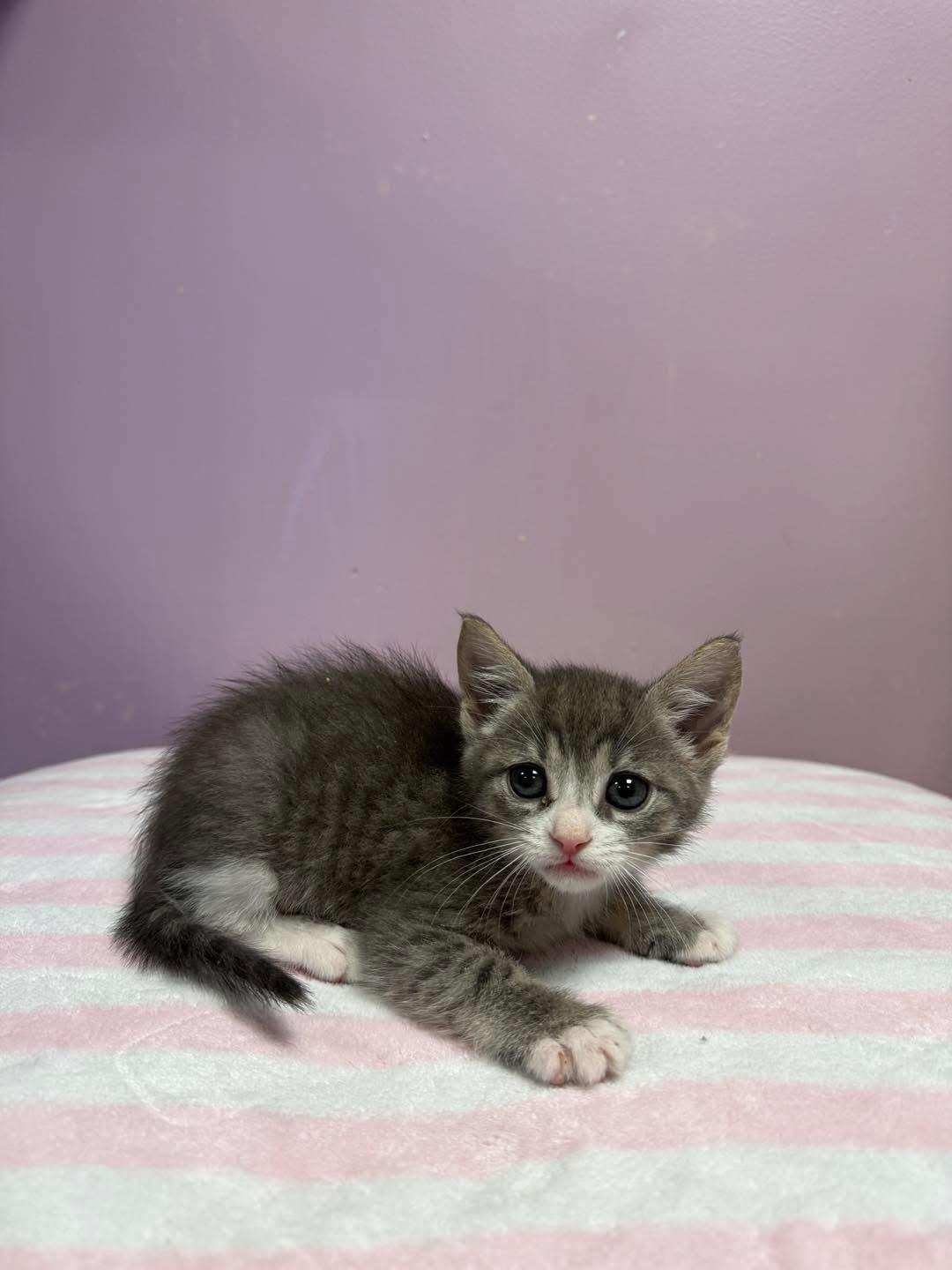 Suki, adopted, Young Female Domestic Short Hair.