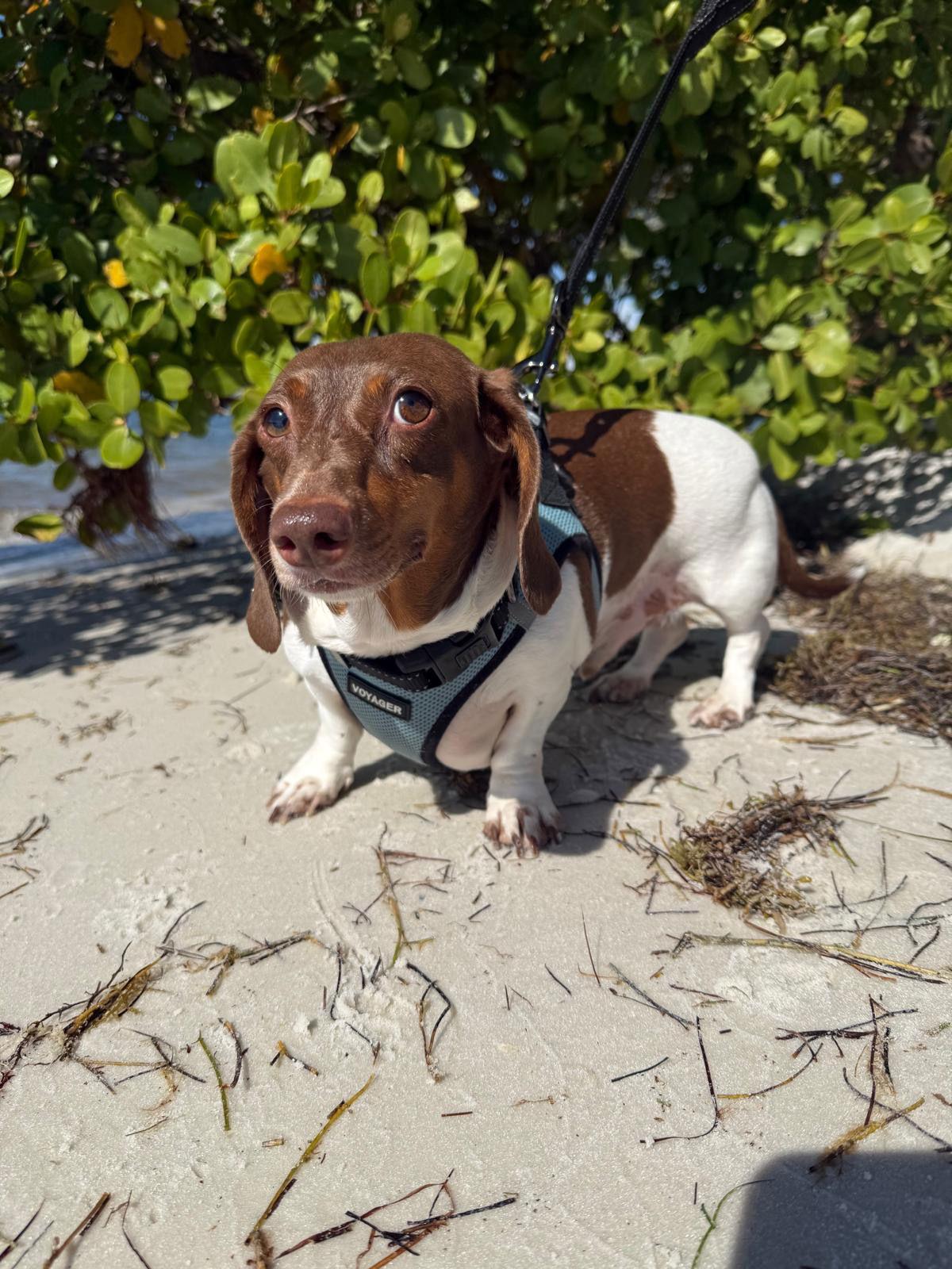 Enlarge Jackson5, a Adoptable Dachshund in Key Largo, FL image 1/3