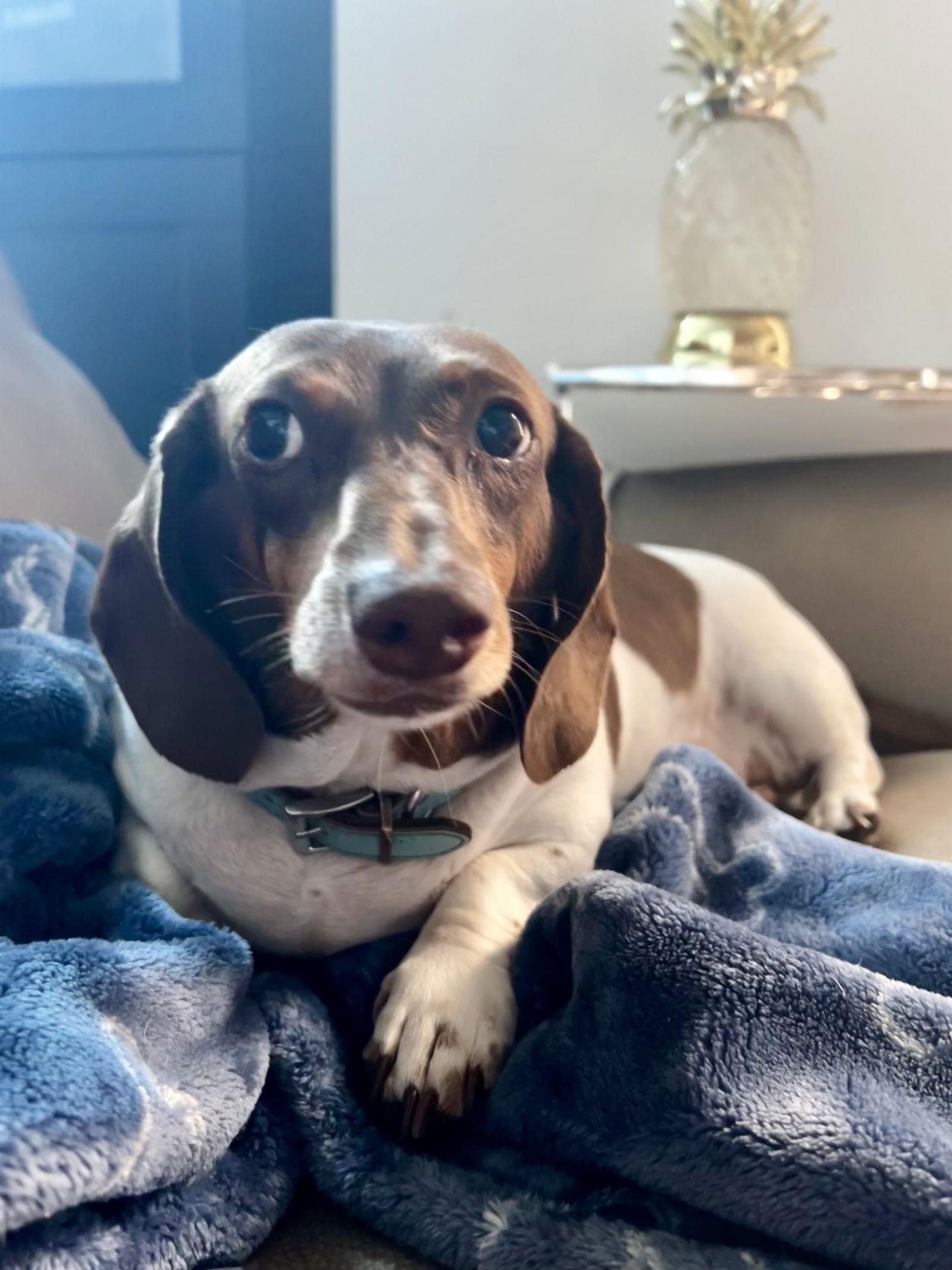 Jackson5, Adoptable, Young Male Dachshund.