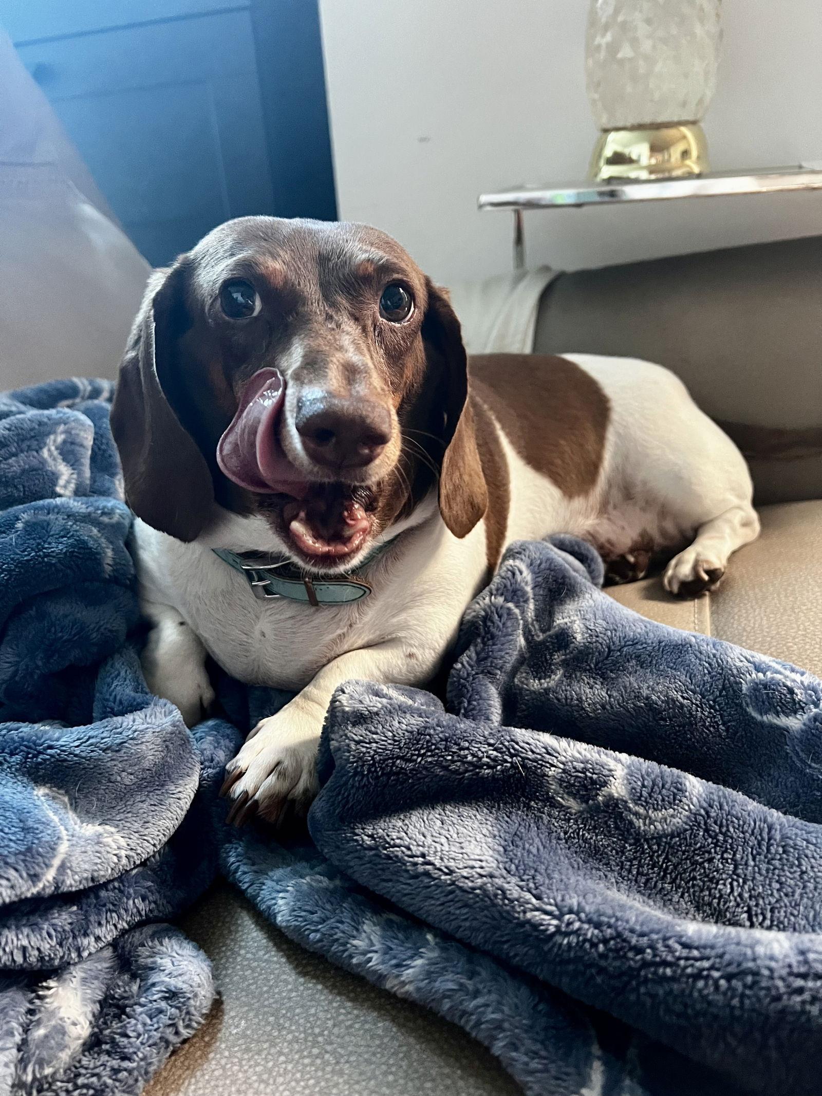 Enlarge Jackson5, a Adoptable Dachshund in Key Largo, FL image 3/3