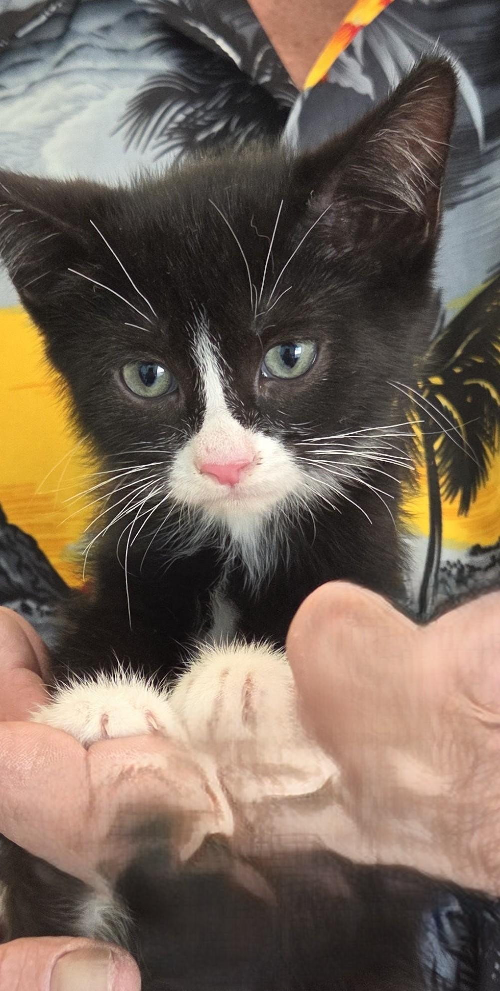 Enlarge Badger, a ADOPTABLE Domestic Short Hair in Mesquite, NV image 1/1