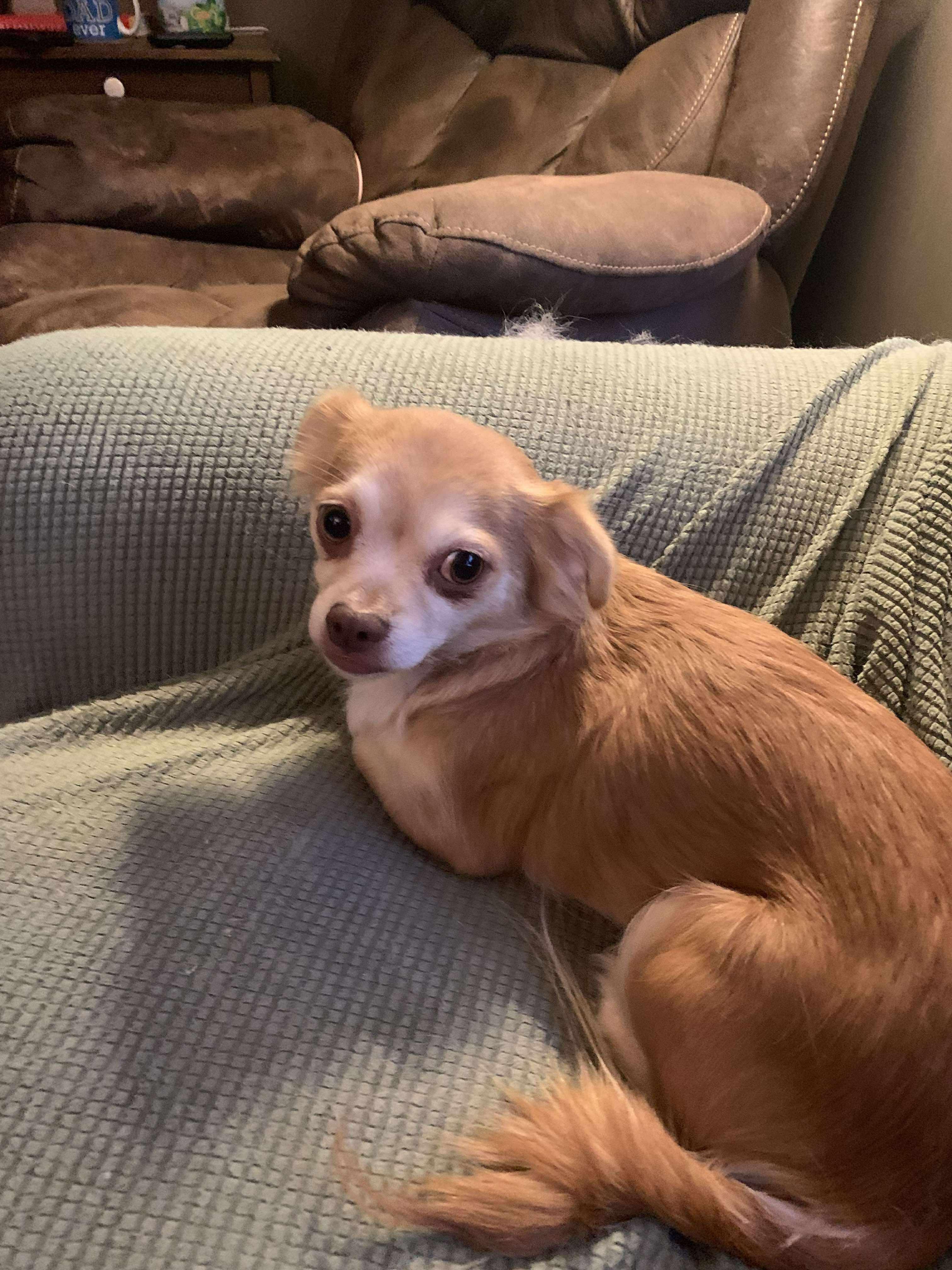 Wilhelmina, a Adopted Chihuahua in Little Chute, WI image 1/6