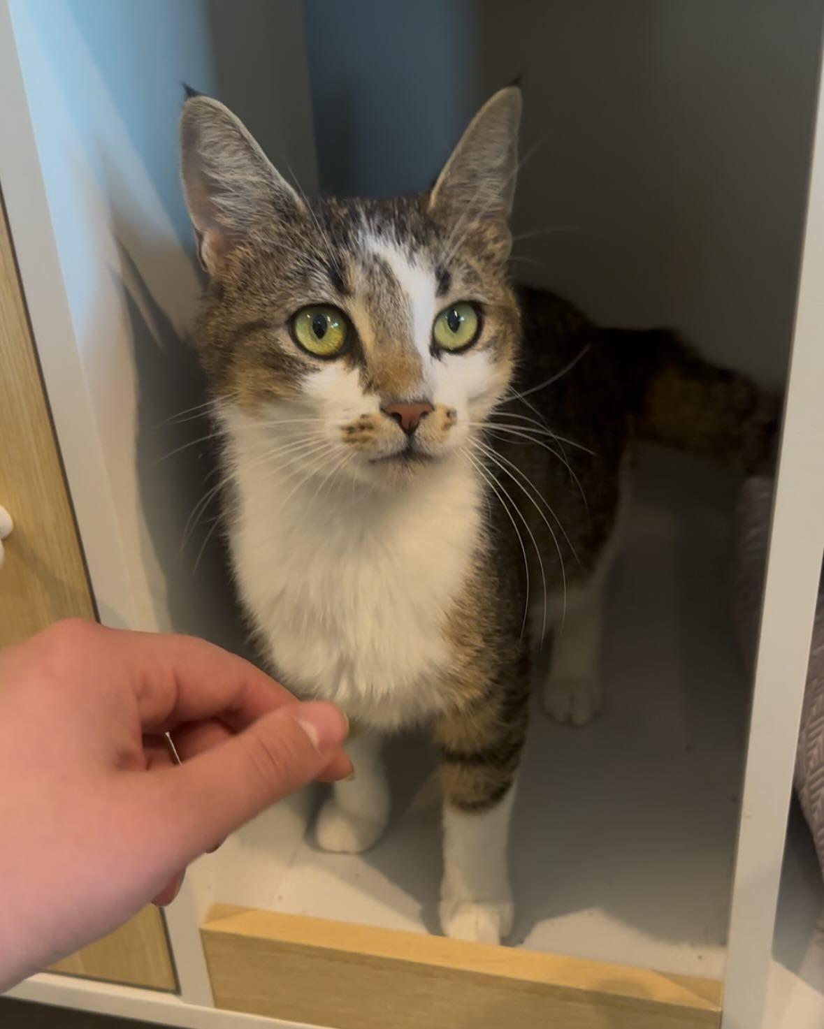 Enlarge Jillian, a Adoptable Domestic Short Hair in Rochester, NY image 1/1