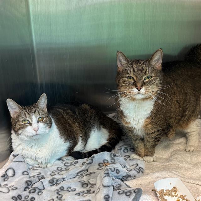 LAVERNE, Adoptable, Senior Female Domestic Short Hair.
