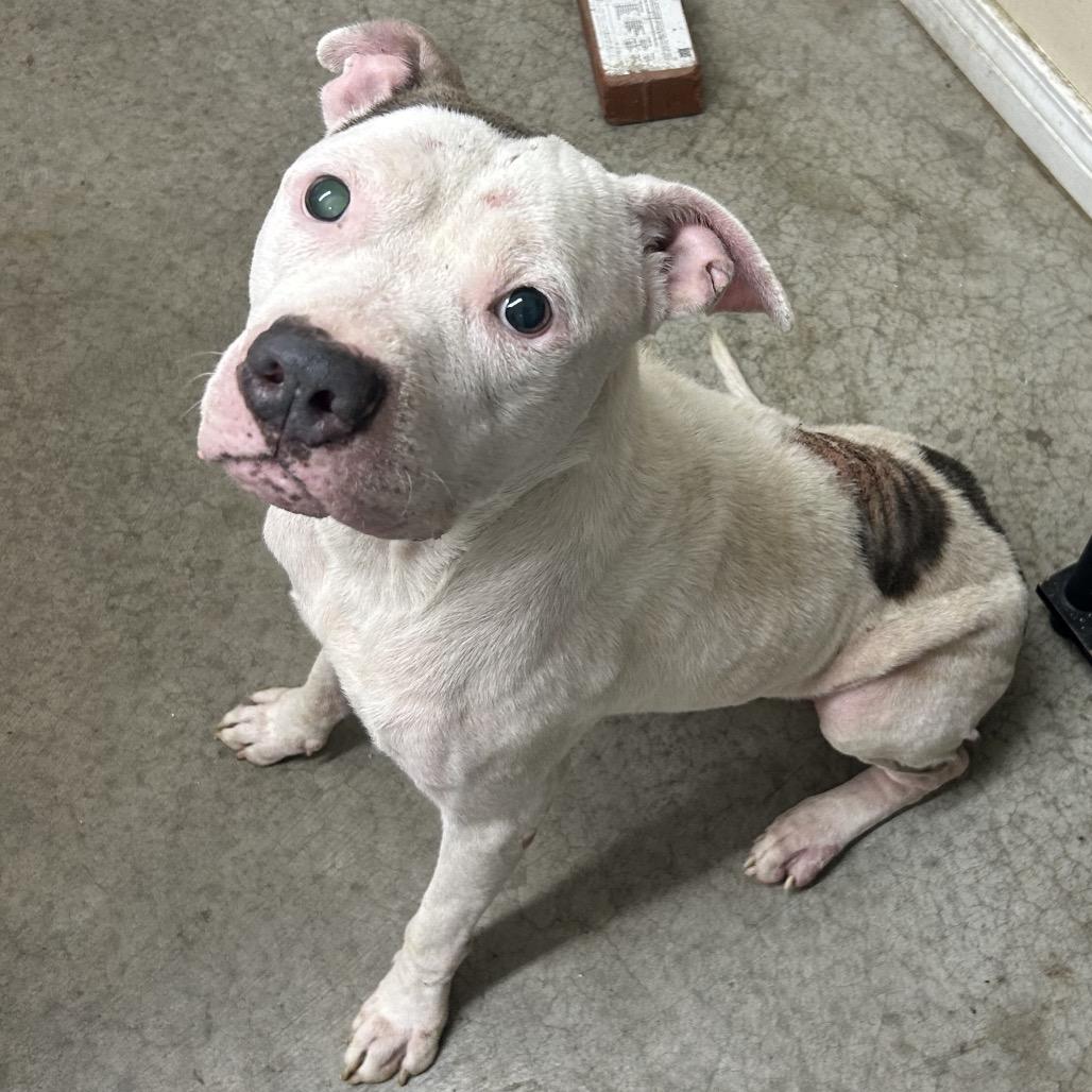 Enlarge Duke, a Adoptable Doberman Pinscher in Falmouth, KY image 1/1