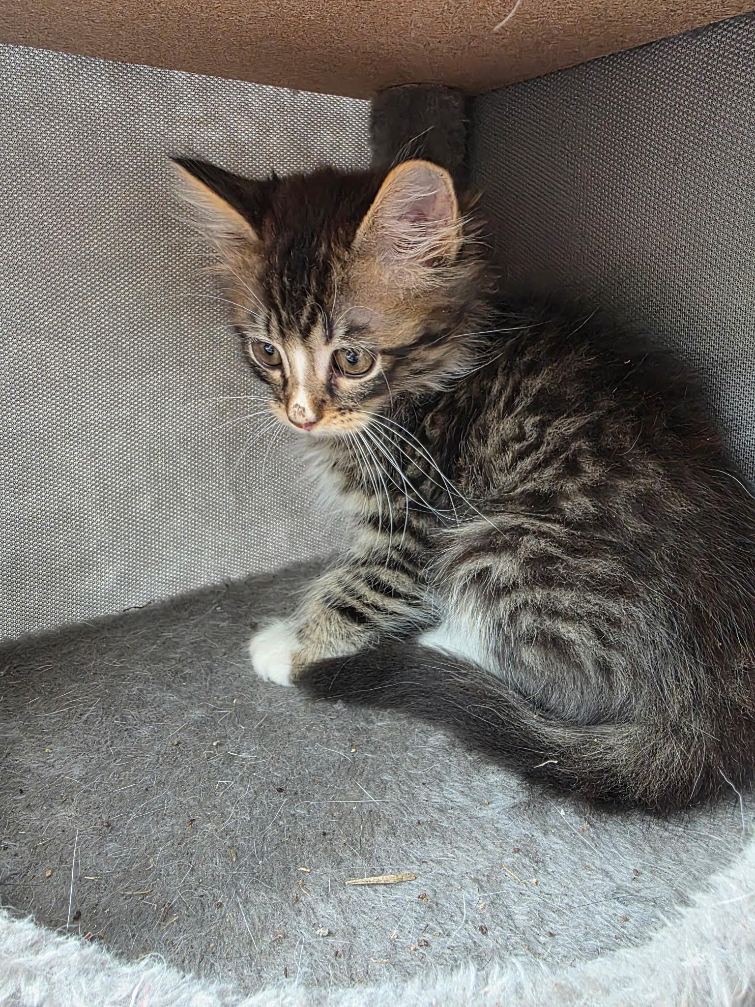 Smokey, ADOPTABLE, Kitten Male Domestic Medium Hair.