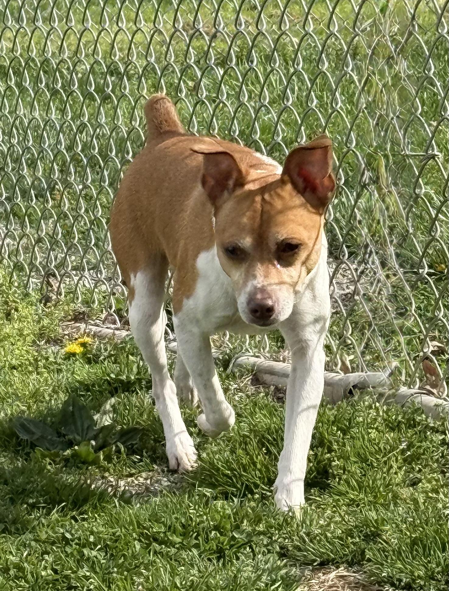 Enlarge Coco, a ADOPTABLE Rat Terrier in Clinton, PA image 3/5