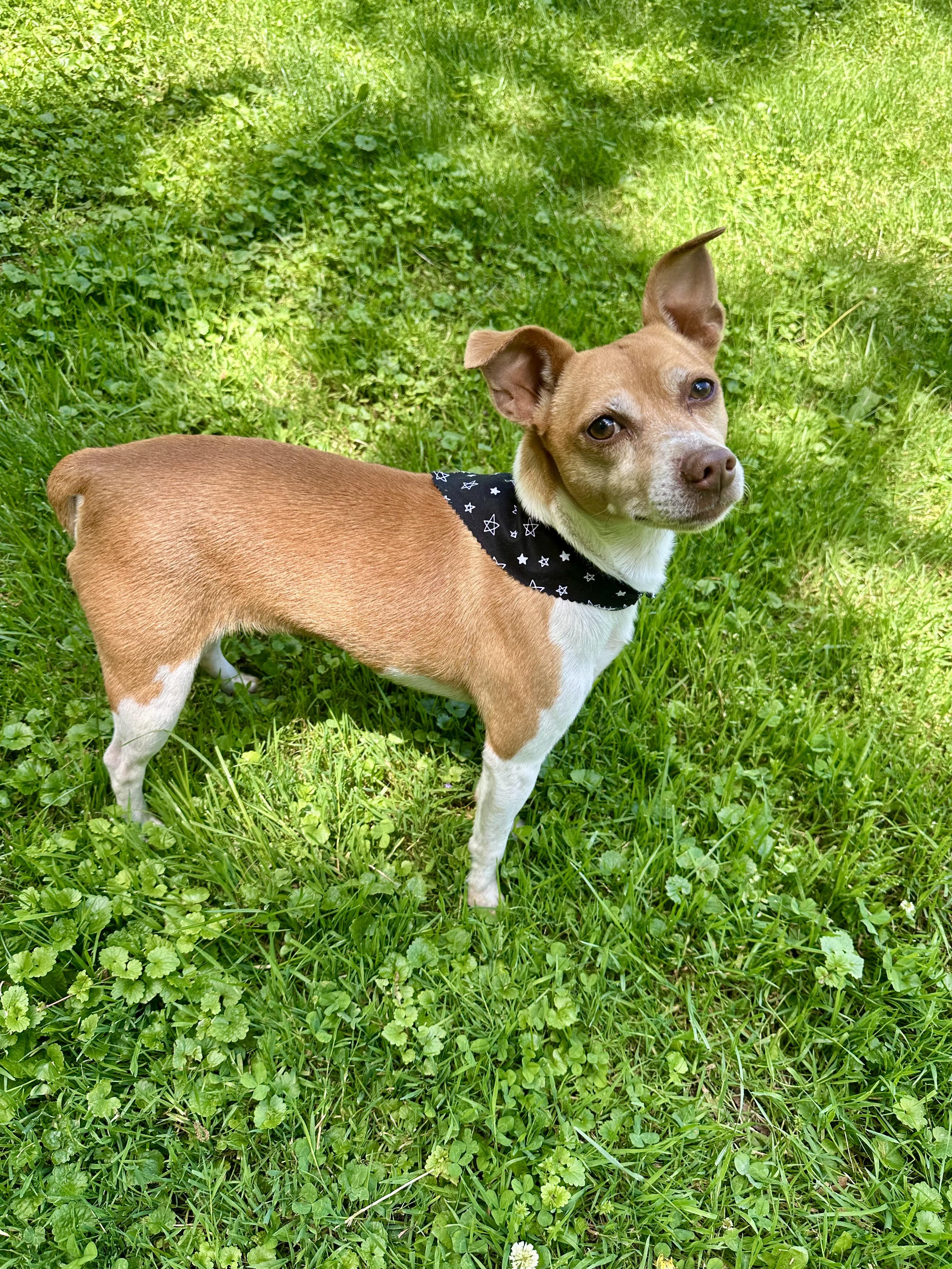 Enlarge Coco, a ADOPTABLE mixed breed in Clinton, PA image 1/6