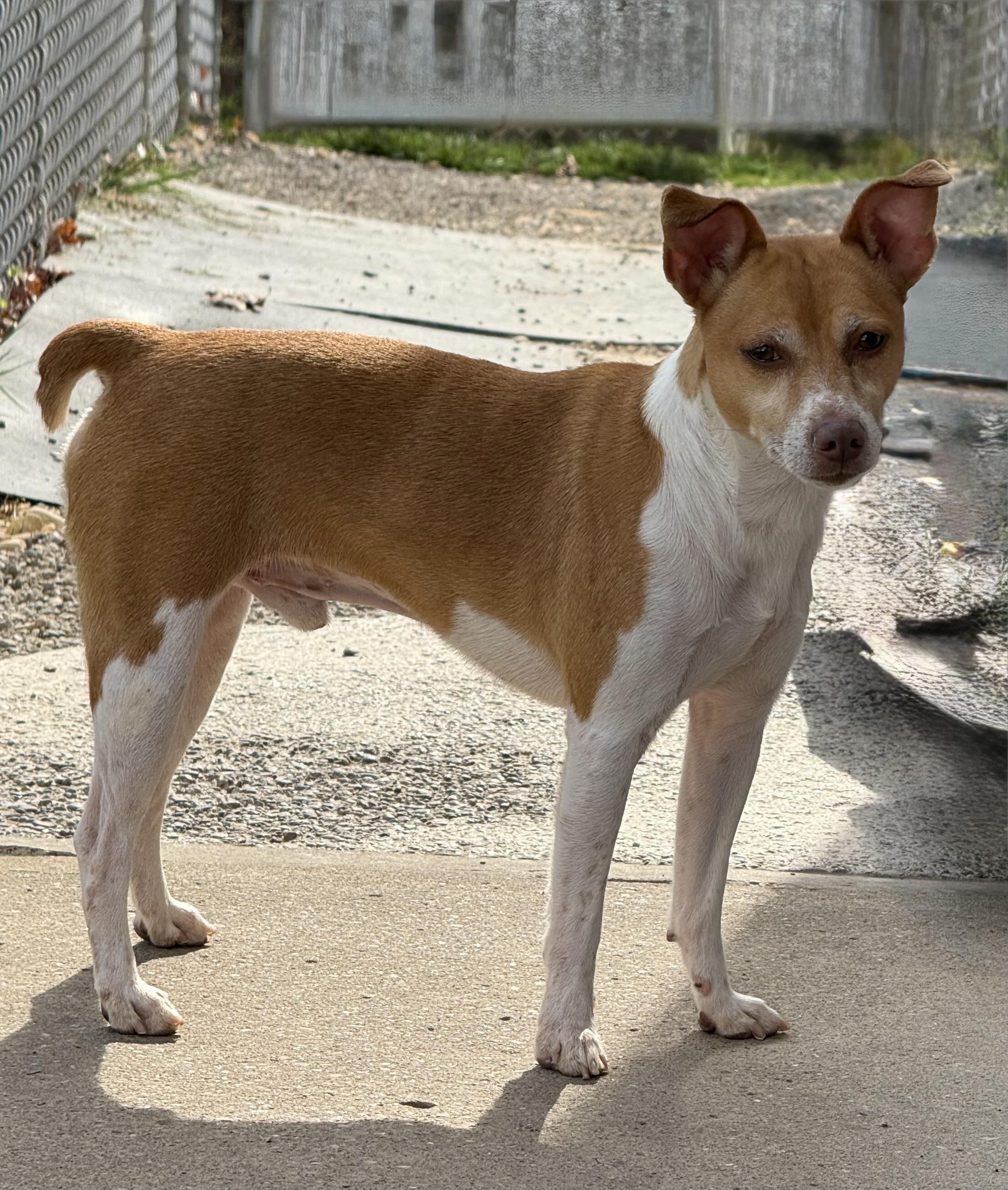Enlarge Coco, a ADOPTABLE Rat Terrier in Clinton, PA image 4/5