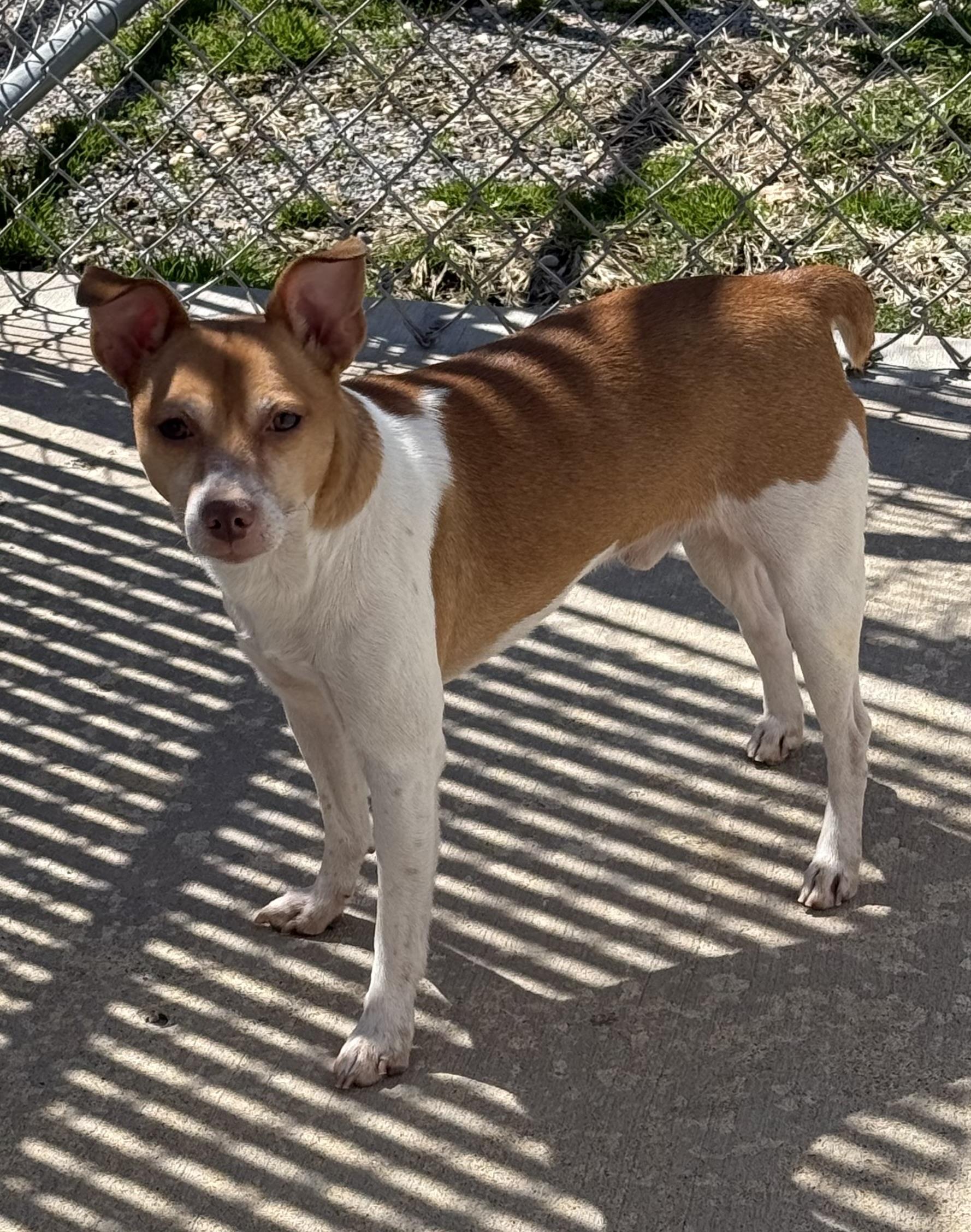 Enlarge Coco, a ADOPTABLE Rat Terrier in Clinton, PA image 1/1