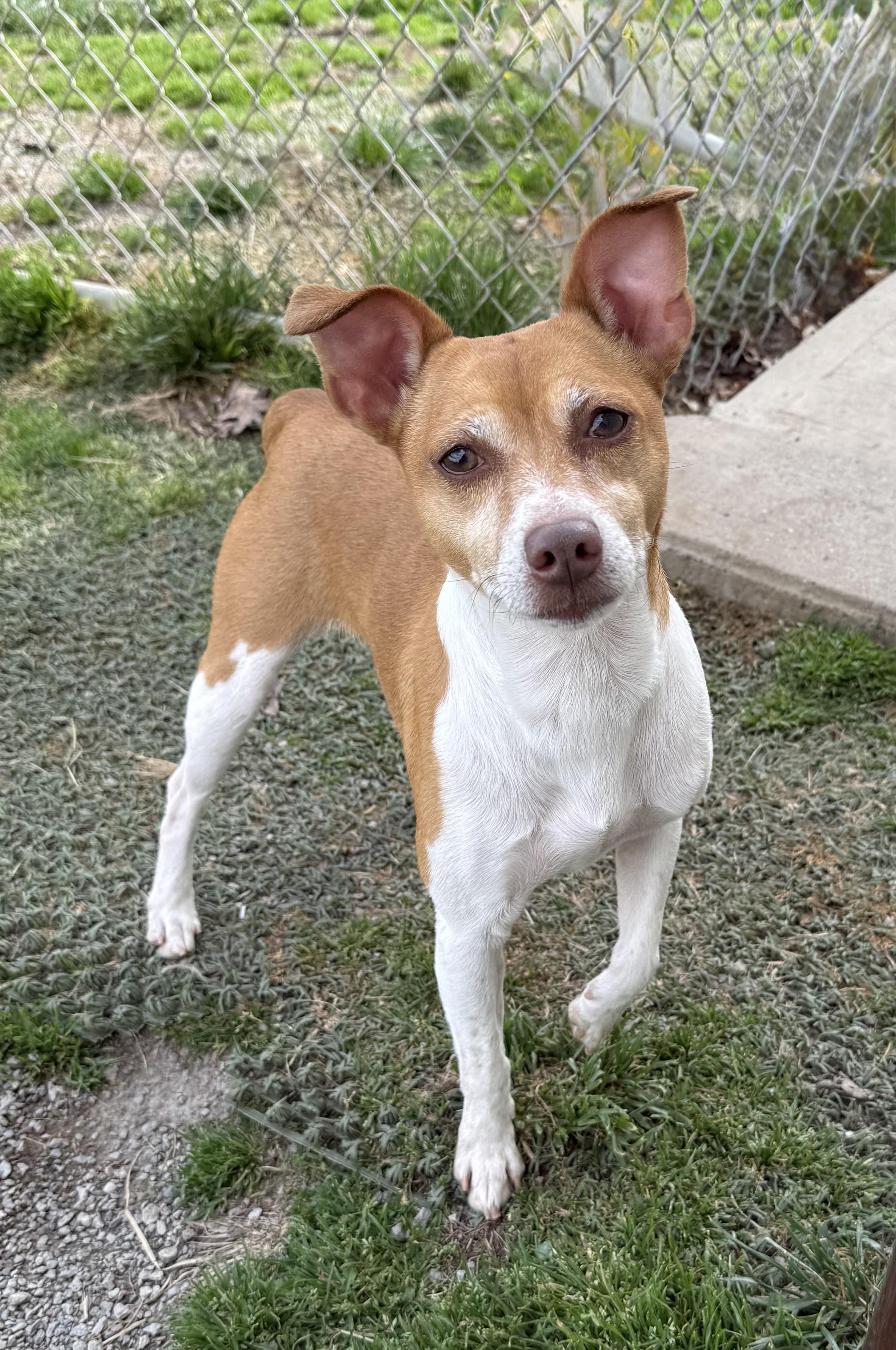 Enlarge Coco, a ADOPTABLE Rat Terrier in Clinton, PA image 2/5