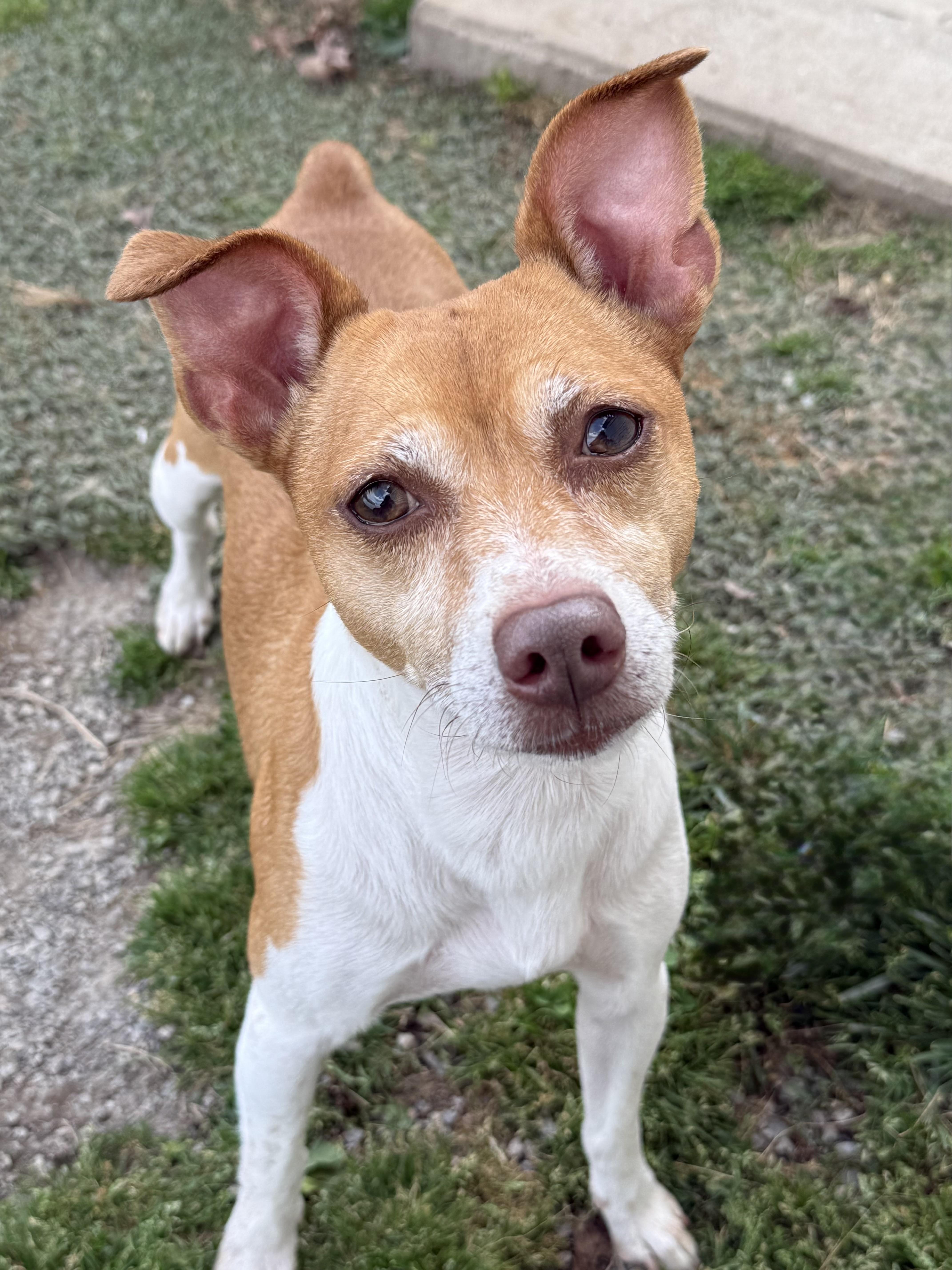 Coco, ADOPTABLE, Adult Male Rat Terrier.