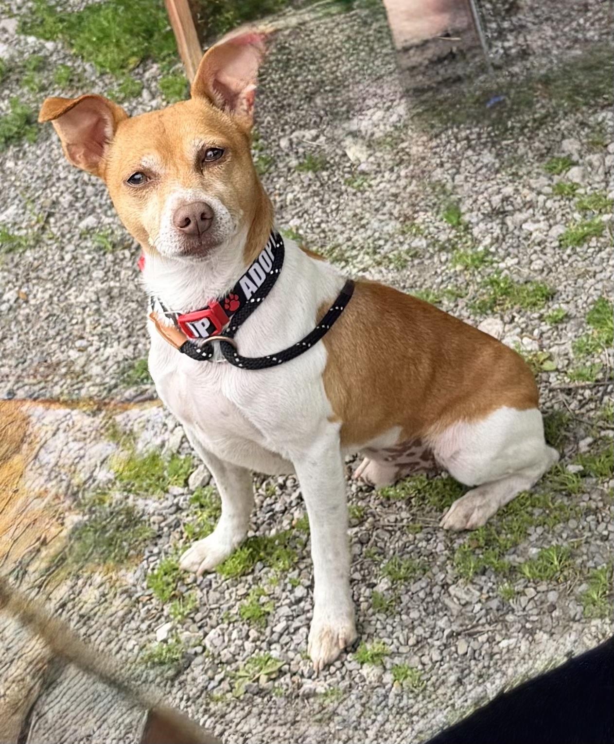 Enlarge Coco, a ADOPTABLE mixed breed in Clinton, PA image 2/6