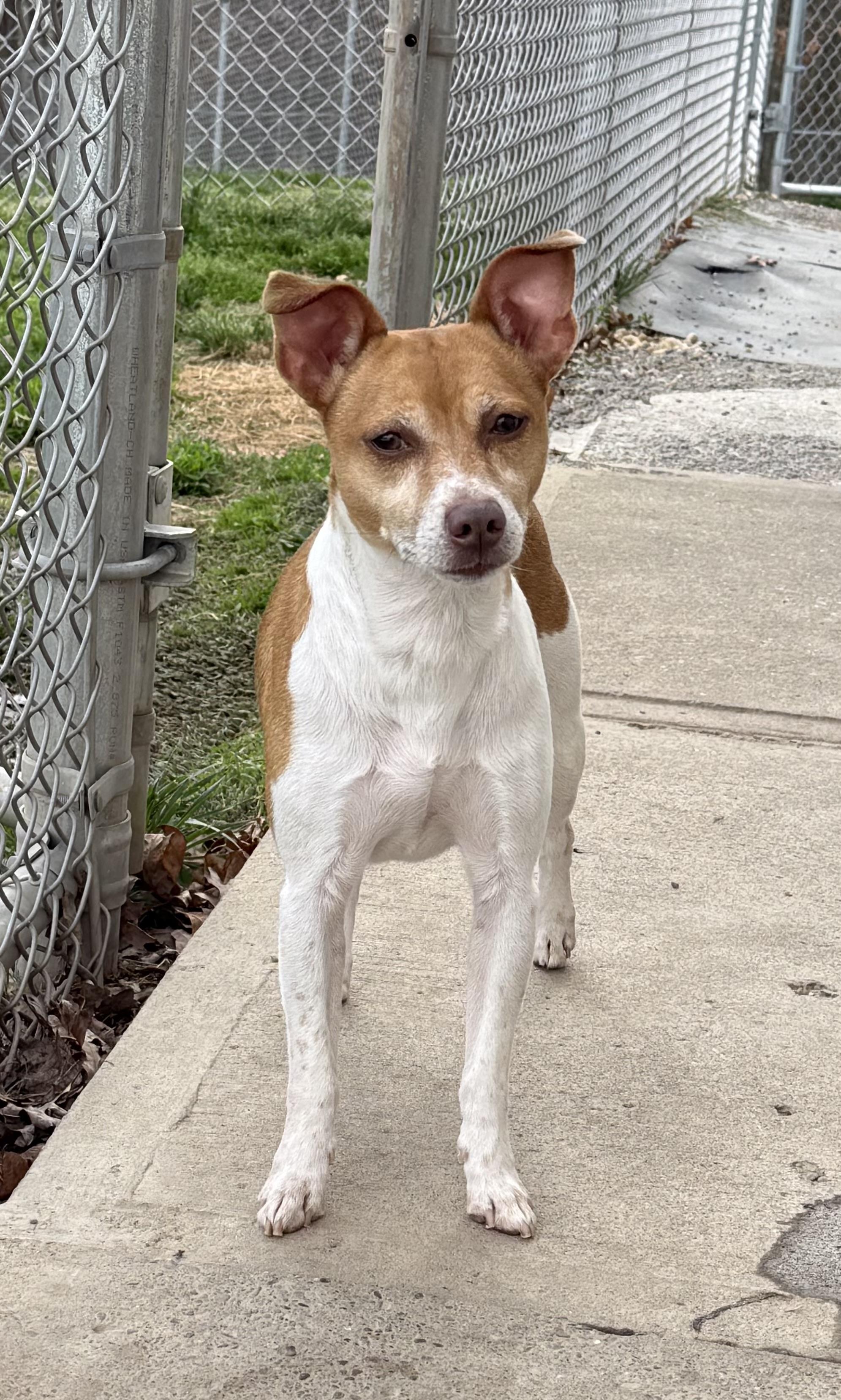 Enlarge Coco, a ADOPTABLE Rat Terrier in Clinton, PA image 5/5