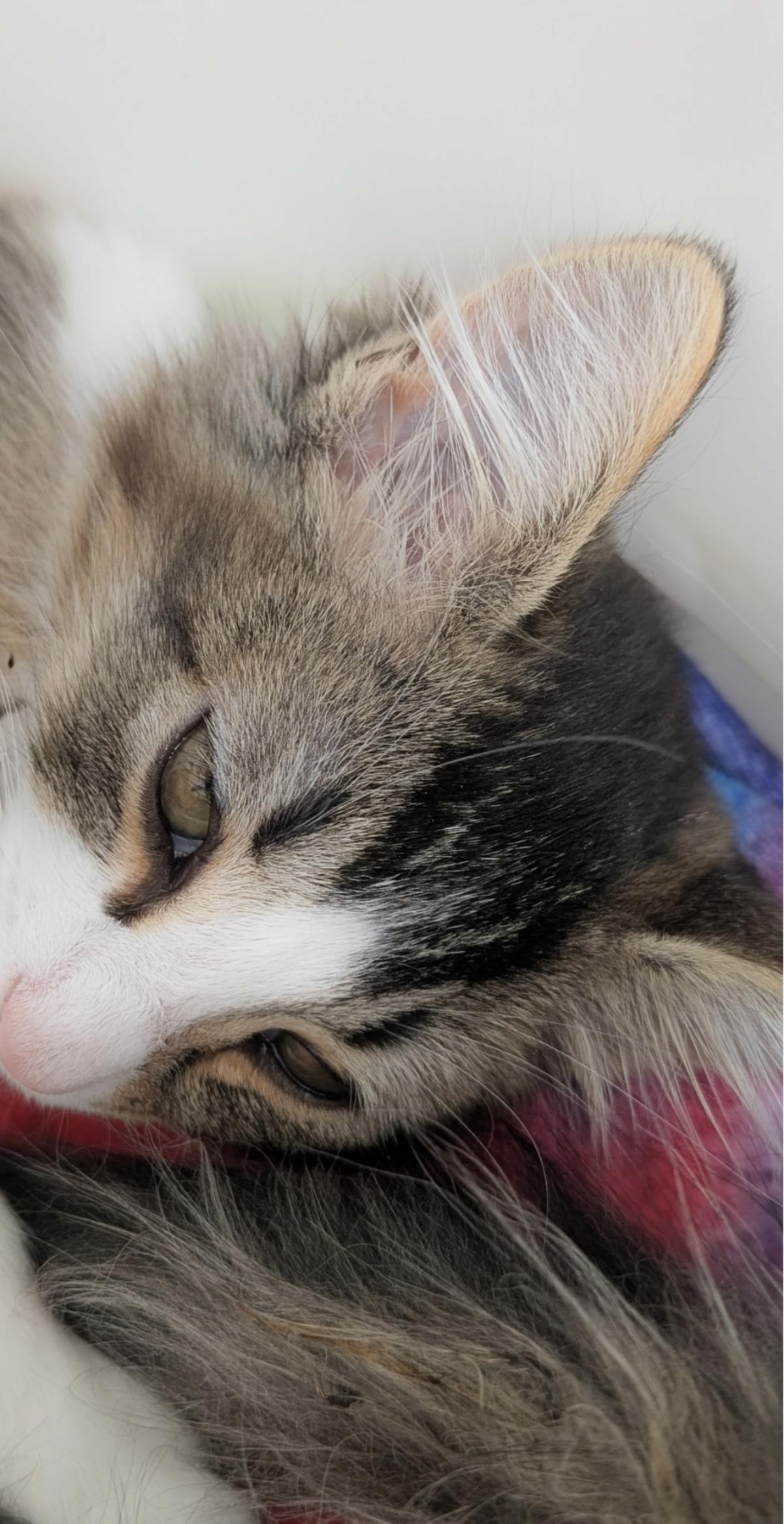 Enlarge Dr. Mohan, a Adoptable Domestic Medium Hair in La Jolla, CA image 1/1